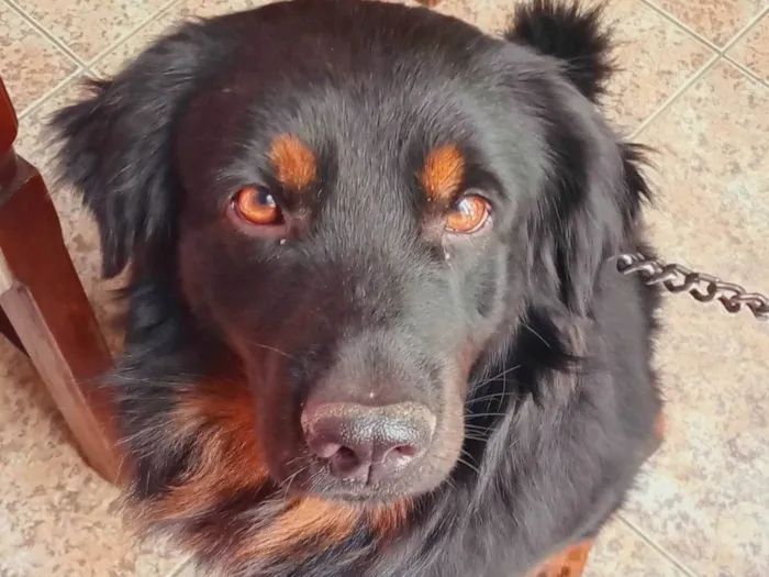 Cachorro ra a SRD-ViraLata idade 3 anos nome Bob Esfiha