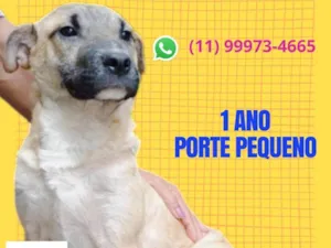 Cachorro raça SRD-ViraLata idade 1 ano nome Domênico