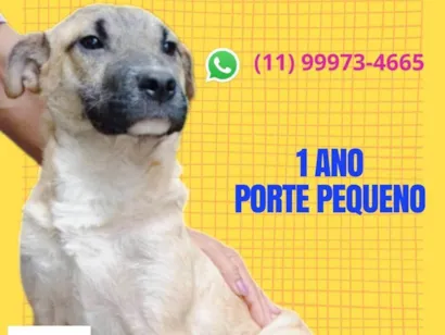 Cachorro raça SRD-ViraLata idade 1 ano nome Domênico