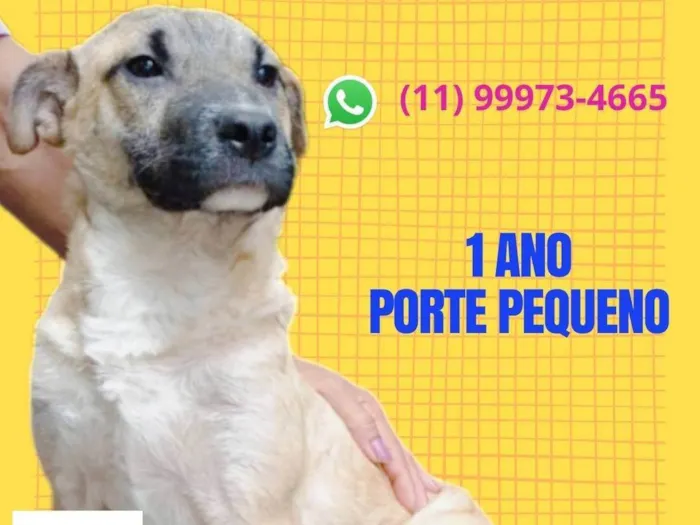 Cachorro ra a SRD-ViraLata idade 1 ano nome Domênico