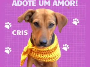 Cachorro raça SRD-ViraLata idade 2 a 6 meses nome Cris