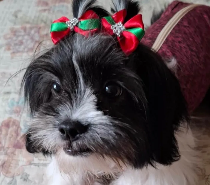 Cachorro ra a Shitzu idade 7 a 11 meses nome Juju 