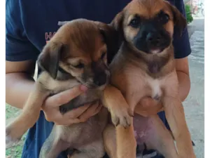 Cachorro raça SRD-ViraLata idade Abaixo de 2 meses nome Anita e Belinha