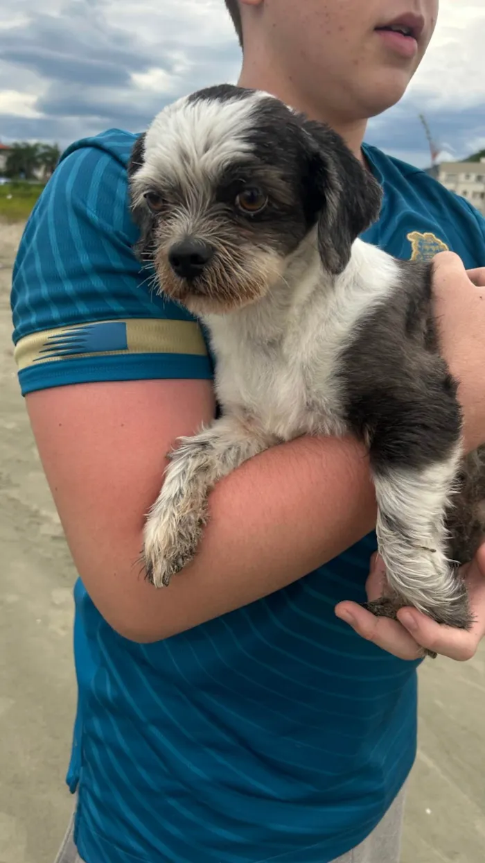 Cachorro ra a Shitzu idade 6 ou mais anos nome Cão perdido 