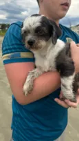 Cão perdido