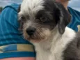 Cão perdido