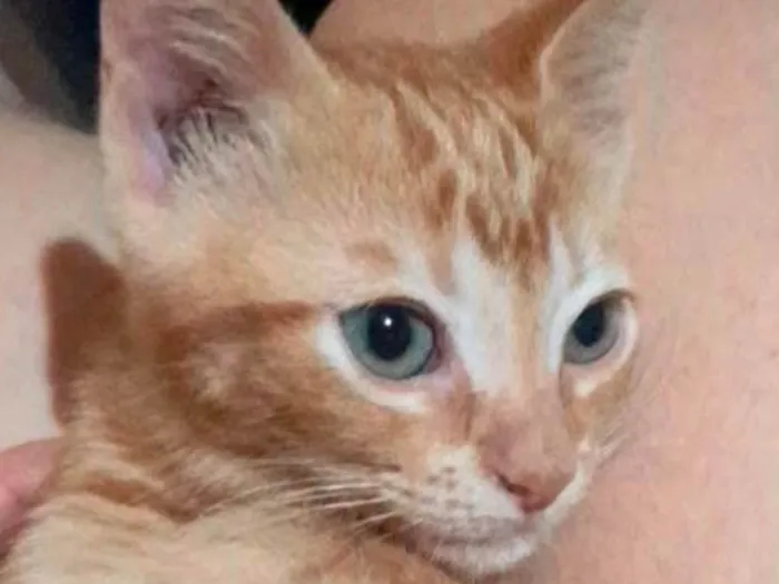 Gato ra a SRD-ViraLata idade 2 a 6 meses nome Milo 