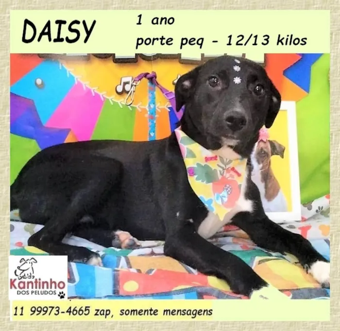 Cachorro ra a SRD-ViraLata idade 1 ano nome Daisy