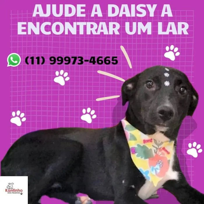 Cachorro ra a SRD-ViraLata idade 1 ano nome Daisy