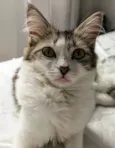 Kiki e Toph