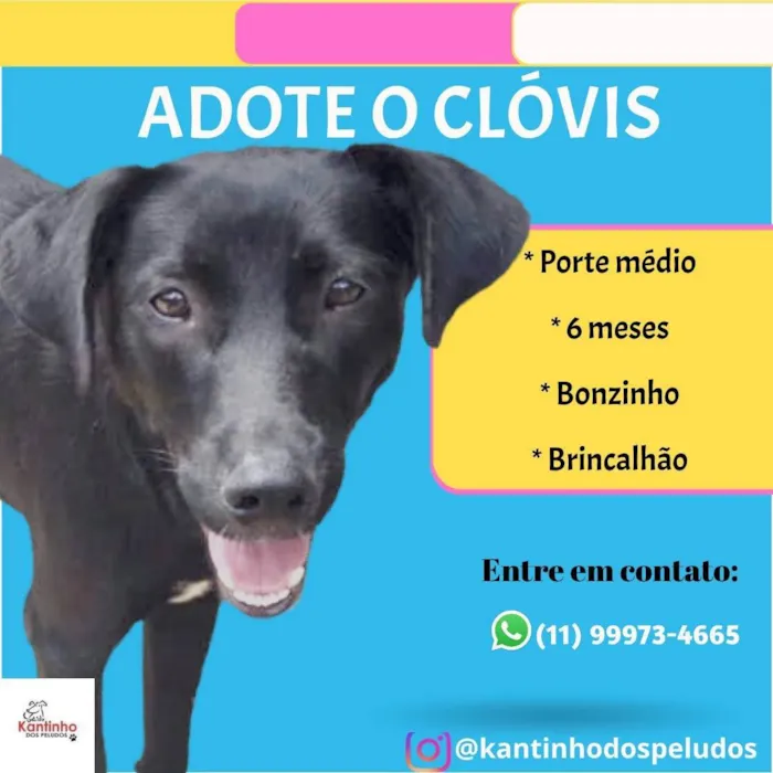 Cachorro ra a SRD-ViraLata idade 2 a 6 meses nome Clóvis