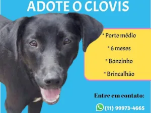 Cachorro raça SRD-ViraLata idade 2 a 6 meses nome Clóvis