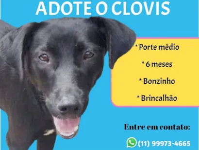 Cachorro raça SRD-ViraLata idade 2 a 6 meses nome Clóvis