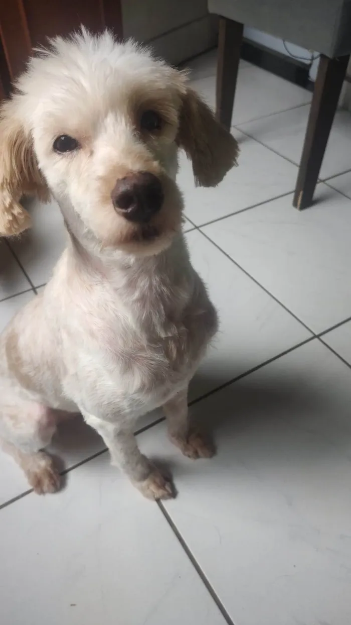 Cachorro ra a SRD-ViraLata idade 2 anos nome Meg