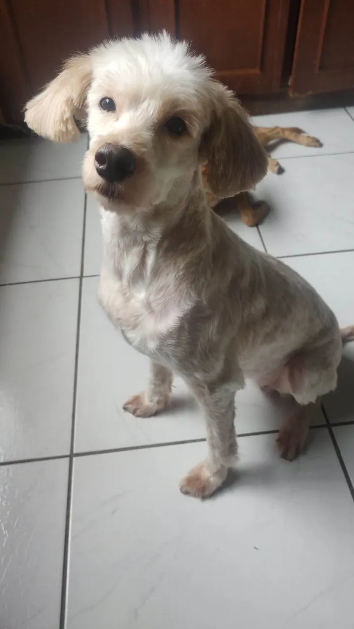 Cachorro ra a SRD-ViraLata idade 2 anos nome Meg