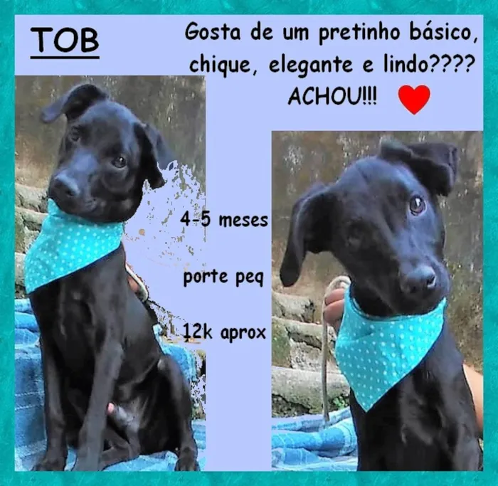 Cachorro ra a SRD-ViraLata idade 2 a 6 meses nome Tob