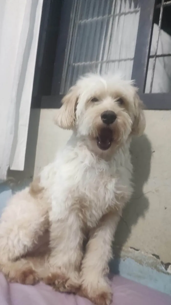 Cachorro ra a SRD-ViraLata idade 2 anos nome Meg