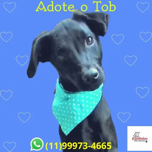 Cachorro ra a SRD-ViraLata idade 2 a 6 meses nome Tob