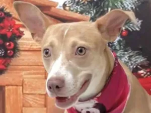 Cachorro raça Pit-Bull idade 7 a 11 meses nome Pandora 