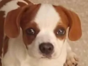 Cachorro raça SRD-ViraLata idade 2 a 6 meses nome Tody