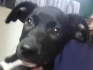 Cachorro raça SRD-ViraLata idade 2 a 6 meses nome Duke 