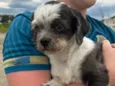 Cão perdido