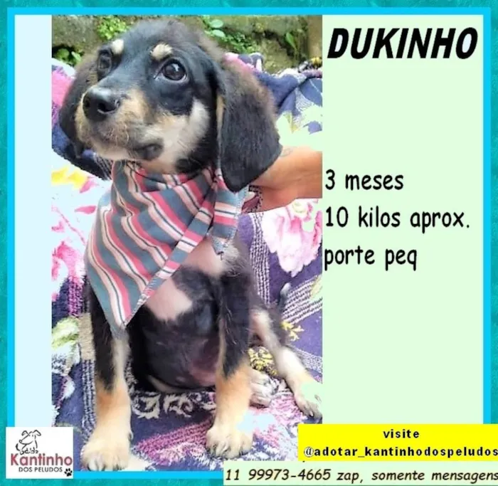 Cachorro ra a SRD-ViraLata idade 2 a 6 meses nome Dukinho