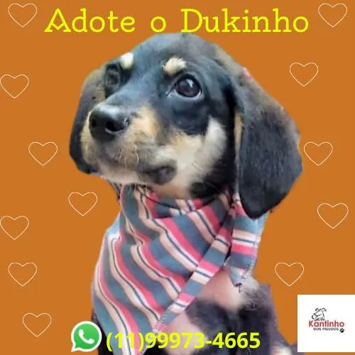 Cachorro ra a SRD-ViraLata idade 2 a 6 meses nome Dukinho