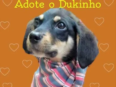 Cachorro raça SRD-ViraLata idade 2 a 6 meses nome Dukinho