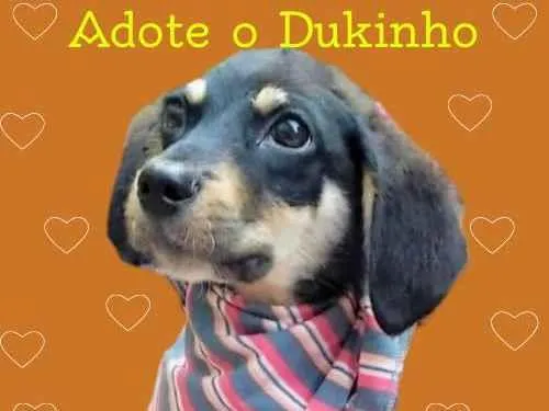 Cachorro ra a SRD-ViraLata idade 2 a 6 meses nome Dukinho