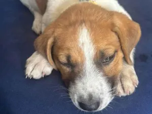 Cachorro raça SRD-ViraLata idade 2 a 6 meses nome filhotes