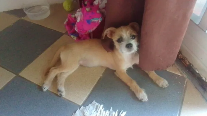 Cachorro ra a SRD-ViraLata idade 2 a 6 meses nome Aninha 