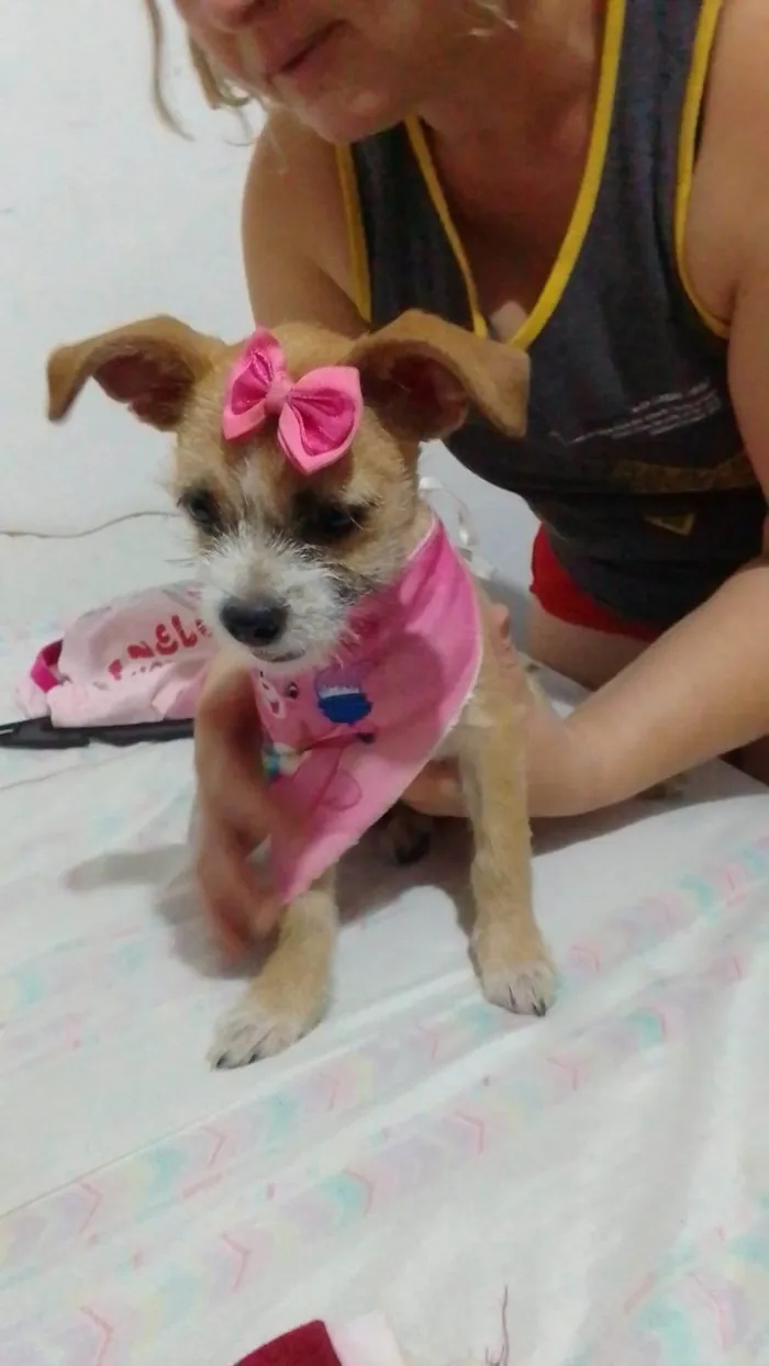 Cachorro ra a SRD-ViraLata idade 2 a 6 meses nome Aninha 