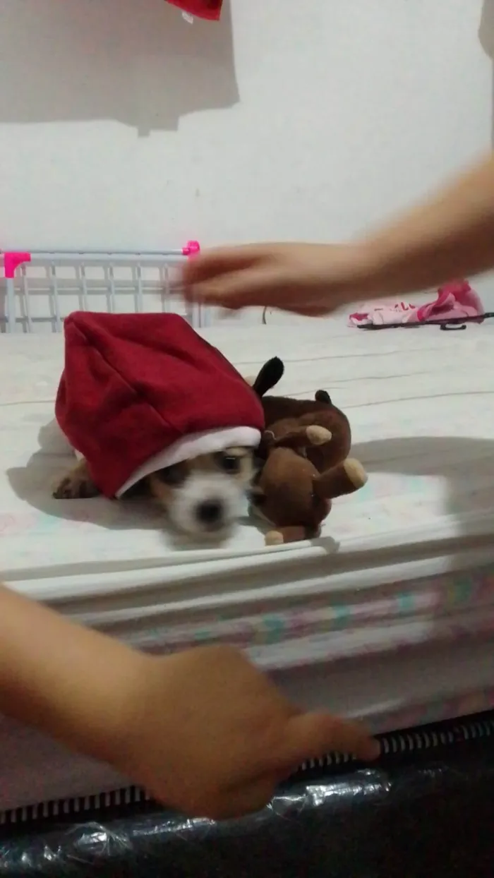 Cachorro ra a SRD-ViraLata idade 2 a 6 meses nome Aninha 