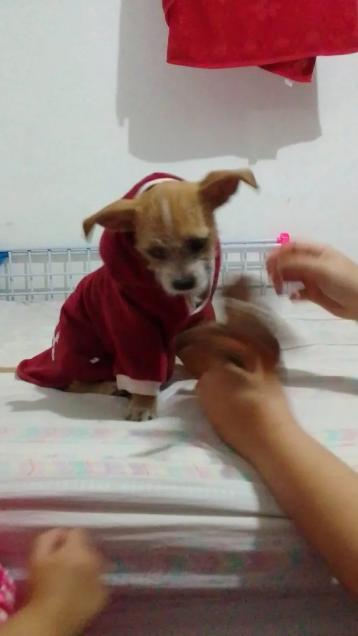 Cachorro ra a SRD-ViraLata idade 2 a 6 meses nome Aninha 