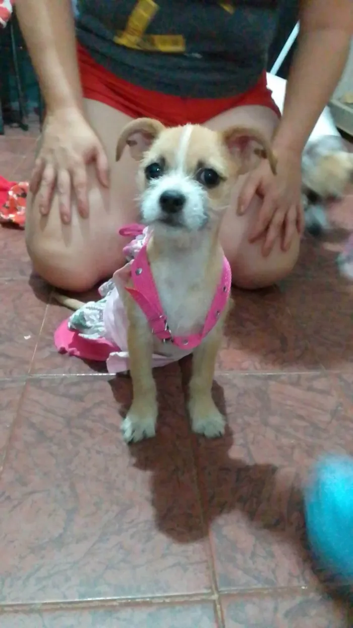 Cachorro ra a SRD-ViraLata idade 2 a 6 meses nome Aninha 