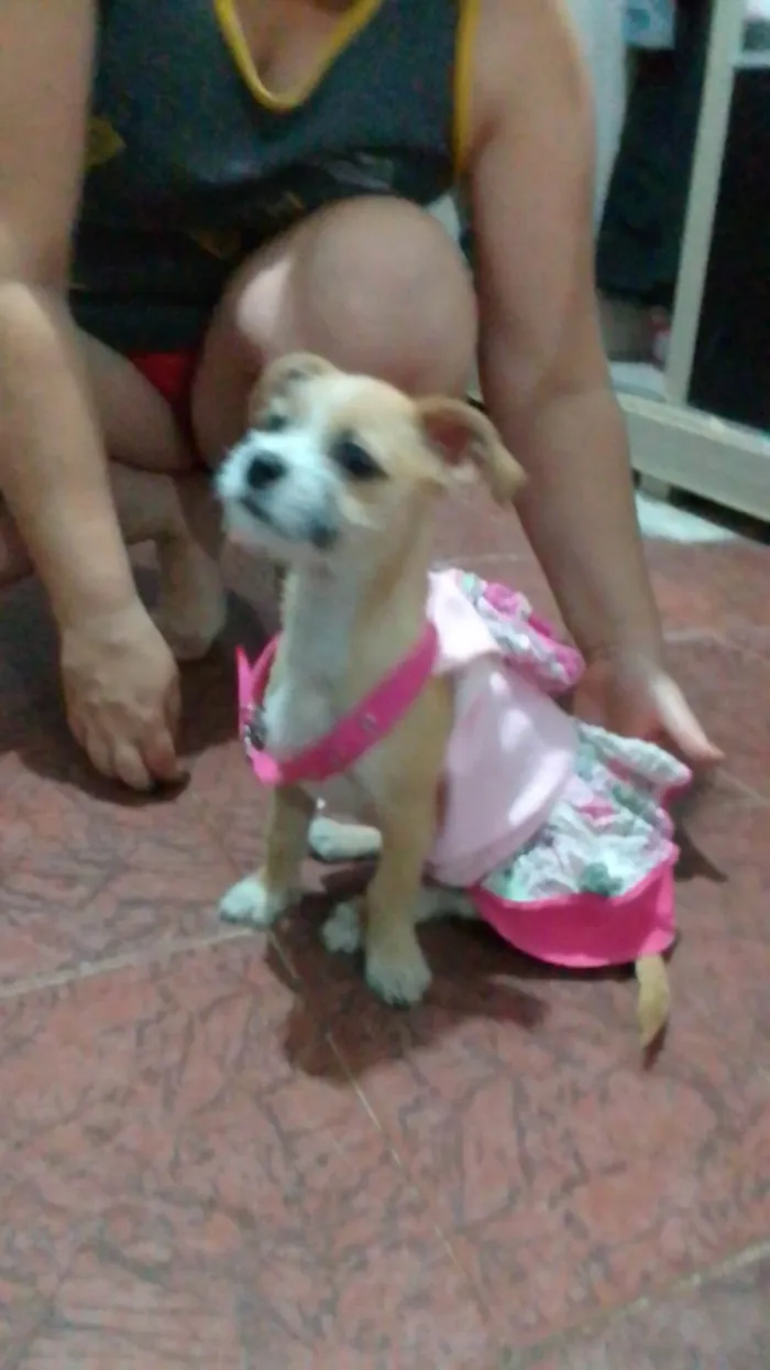 Cachorro ra a SRD-ViraLata idade 2 a 6 meses nome Aninha 