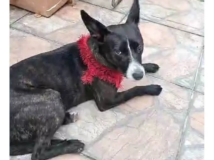 Cachorro ra a SRD-ViraLata idade 2 anos nome Layla