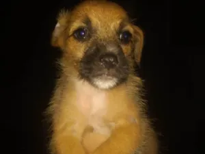 Cachorro raça SRD-ViraLata idade Abaixo de 2 meses nome Filhote fêmea