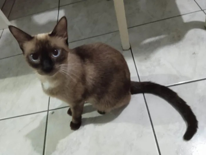 Gato ra a Siamês idade 1 ano nome Astrid