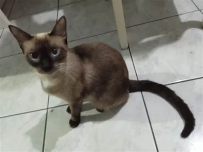 Gato raça Siamês idade 1 ano nome Astrid