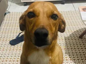 Cachorro raça SRD-ViraLata idade 6 ou mais anos nome Fred