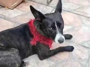 Cachorro raça SRD-ViraLata idade 2 anos nome Layla