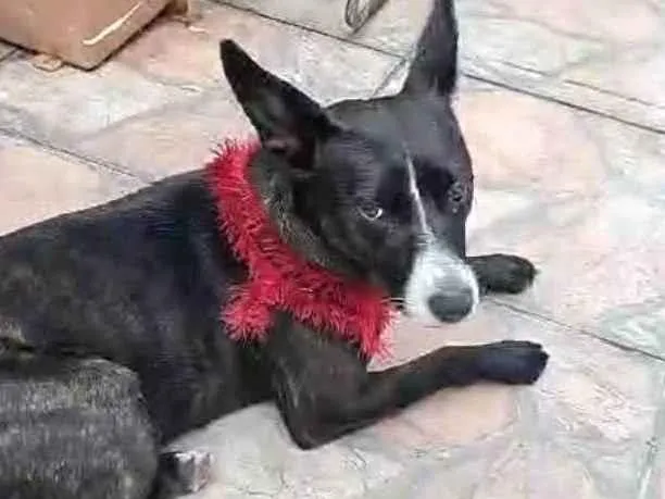 Cachorro ra a SRD-ViraLata idade 2 anos nome Layla