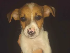 Cachorro raça SRD-ViraLata idade Abaixo de 2 meses nome Filhotes machos