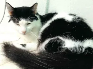 Gato raça SRD-ViraLata idade 6 ou mais anos nome Bolota