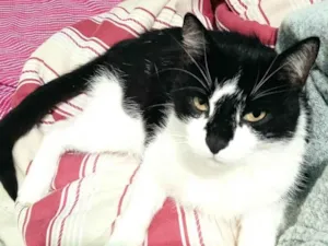 Gato raça SRD-ViraLata idade 6 ou mais anos nome Temaki