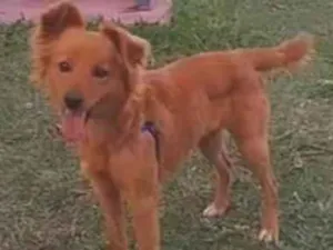 Cachorro raça SRD-ViraLata idade 1 ano nome Não sei 