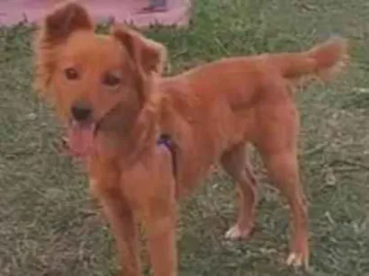 Cachorro raça SRD-ViraLata idade 1 ano nome Não sei 