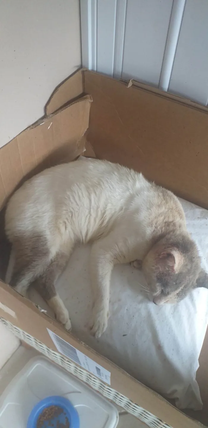 Gato ra a SRD-ViraLata idade 5 anos nome Zezao